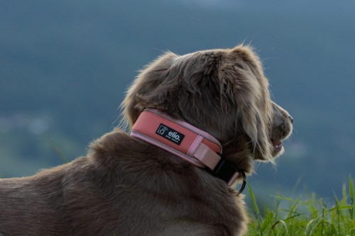 Obroża Trail Explorer Salmon Pink