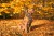 Szelki Trail Explorer - Rock Grey