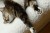 kot odpoczywający na legowisku ortopedycznym  elio.bed,  cat on elio.bed