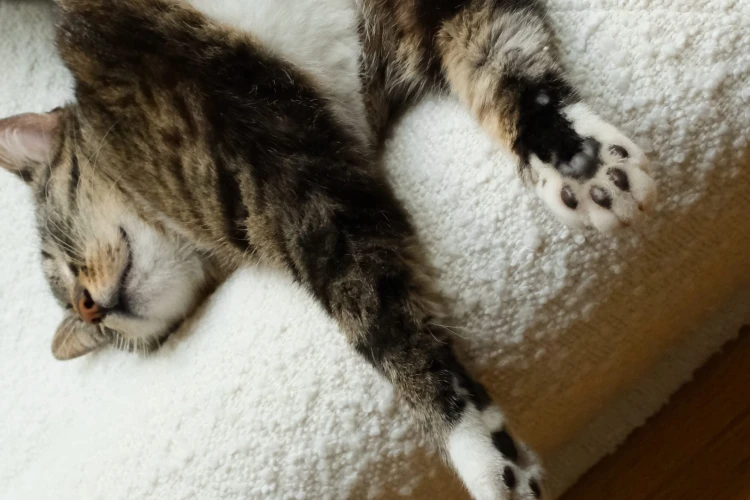 kot odpoczywający na legowisku ortopedycznym  elio.bed,  cat on elio.bed