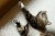 kot odpoczywający na legowisku ortopedycznym  elio.bed,  cat on elio.bed