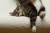 kot odpoczywający na legowisku ortopedycznym  elio.bed,  cat on elio.bed