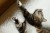 kot odpoczywający na legowisku ortopedycznym  elio.bed,  cat on elio.bed