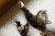 kot odpoczywający na legowisku ortopedycznym  elio.bed,  cat on elio.bed