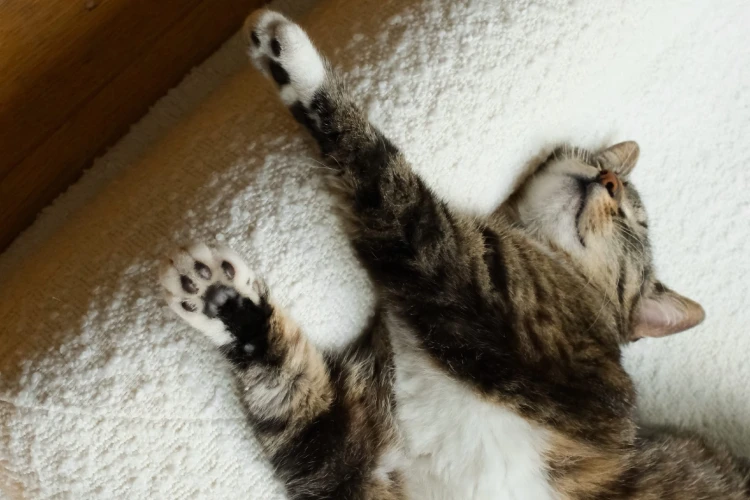 kot odpoczywający na legowisku ortopedycznym  elio.bed,  cat on elio.bed