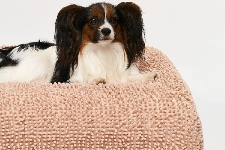 pies rasy papillon na legowisku ortopedycznym elio.bed pokrytym pokrowcem ochronnym z mikrofibry elio.quick cover