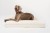 legowisko ortopedyczne dla psa elio.bed boucle cream LARGE