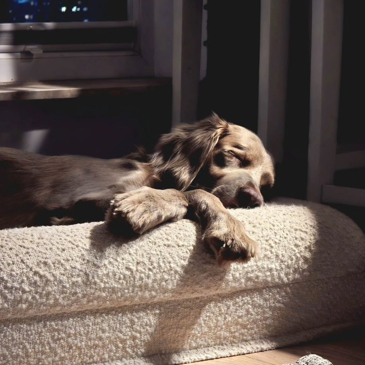 legowisko ortopedyczne dla psa elio.bed - pies śpiący na legowisku