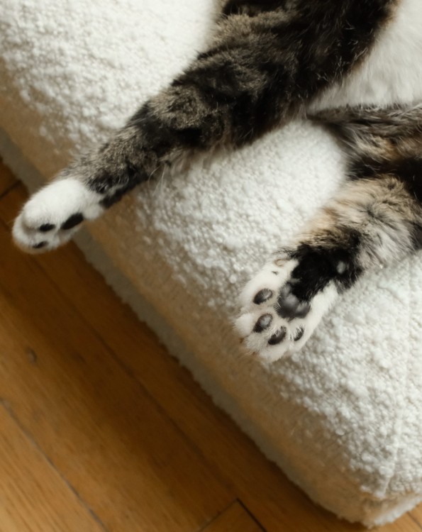 kot odpoczywający na legowisku ortopedycznym  elio.bed,  cat on elio.bed