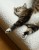 kot odpoczywający na legowisku ortopedycznym  elio.bed,  cat on elio.bed