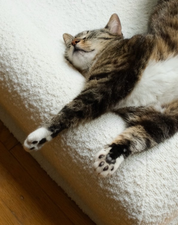 kot odpoczywający na legowisku ortopedycznym  elio.bed,  cat on elio.bed
