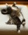 kot odpoczywający na legowisku ortopedycznym  elio.bed,  cat on elio.bed