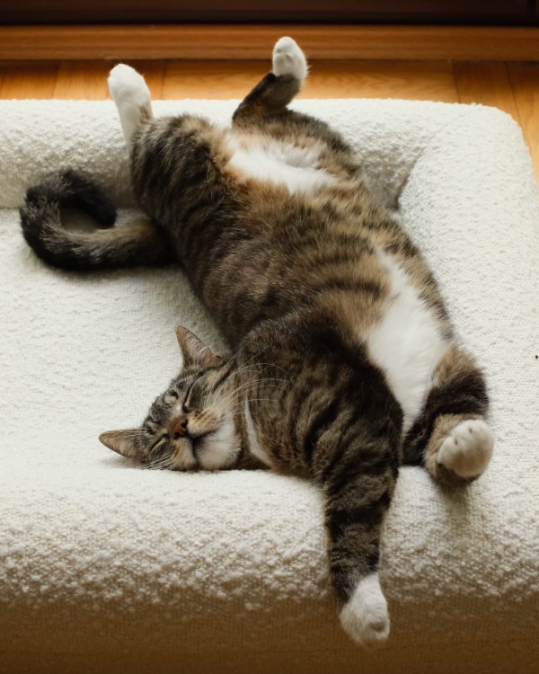 kot odpoczywający na legowisku ortopedycznym  elio.bed,  cat on elio.bed