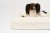 legowisko ortopedyczne dla psa boucle cream SMALL